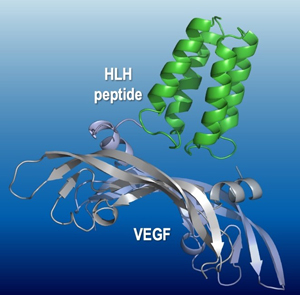 分子標(biāo)的HLHペプチドと血管內(nèi)皮細(xì)胞増殖因子(VEGF)との複合體X線構(gòu)造の図